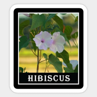 White Hibiscus Floral Photography Sticker